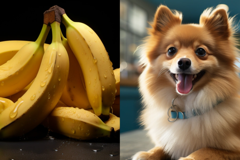 Can Pomeranians Eat Bananas?