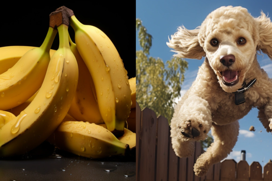 Can Poodles Eat Bananas?