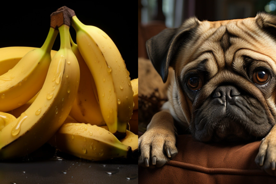Can Pugs Eat Bananas?