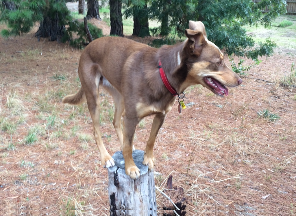 Kelpie on Heat standing on a tree trunk